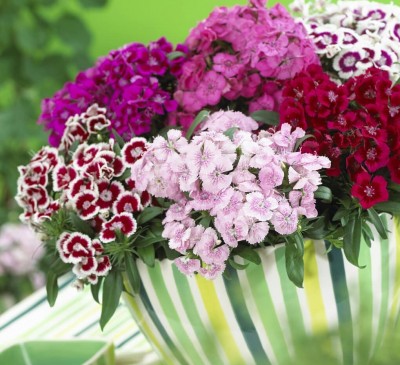 Carnation Turkish Dwarf Mix